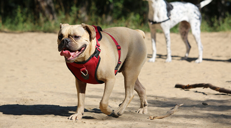 What size collar/harness is suitable for my dog?