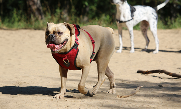 Collar orHarness