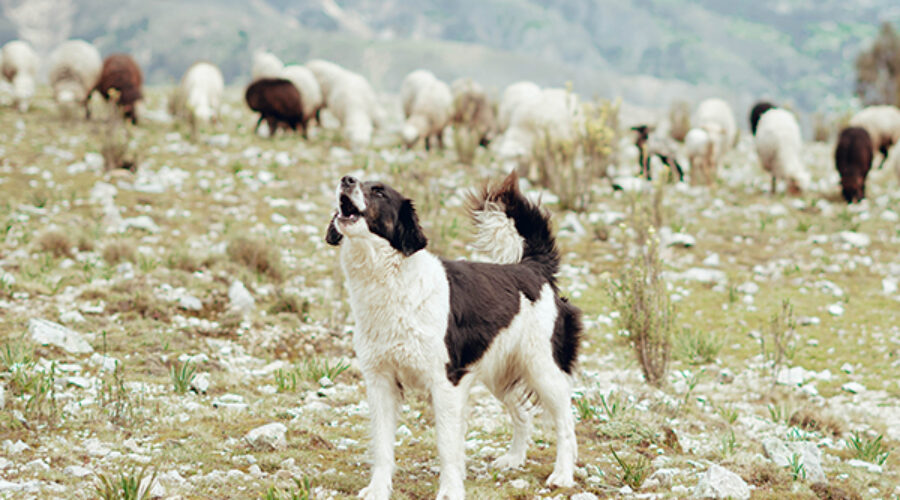 What does a dog howling mean?