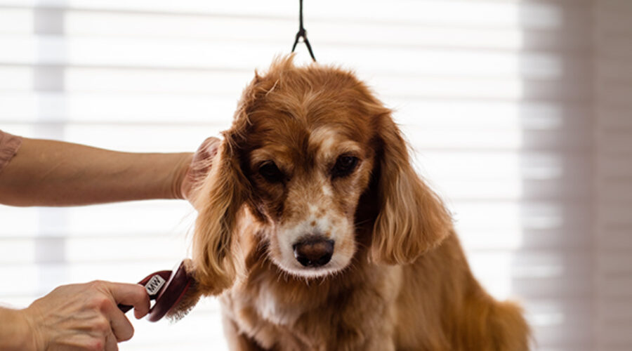 What grooming products do you suggest for my dog’s coat?