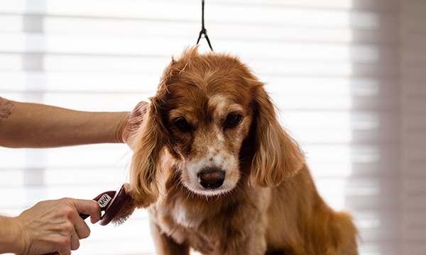 Dog grooming