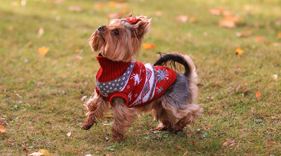 Does a dog need a sweater?